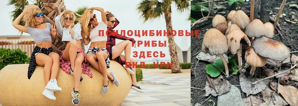 прущие грибы Дмитровск