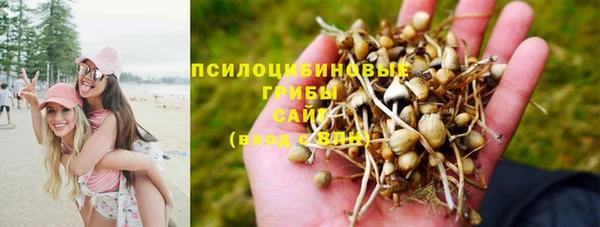 прущие грибы Дмитровск